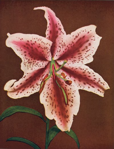Liljat: Lilium Auratum, Crimson Queen (värikuva): Lilium Auratum, Crimson Queen (värikuva) tekijältä American Photographer