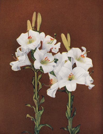 Liljat: Lilium Candidum (värikuva) tekijältä American Photographer