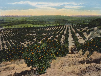 Orange Grove lähellä Colfaxia, Kalifornia (värikuva). tekijältä American Photographer