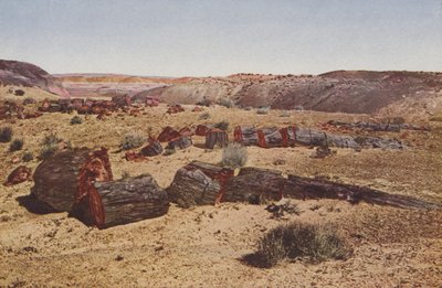 Kivettynyt metsä, Arizona (värillinen kuva) tekijältä American Photographer