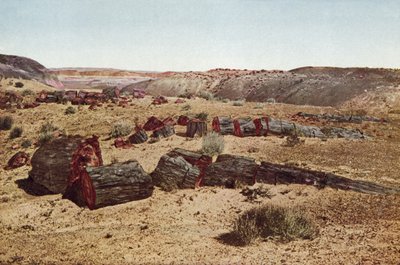 Kivettynyt metsä, Arizona (värillinen kuva) tekijältä American Photographer