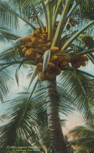 Porto Rico / Puerto Rico: Rico (värikuva): Porto Ricossa kasvavat kookospähkinät (värikuva) tekijältä American Photographer