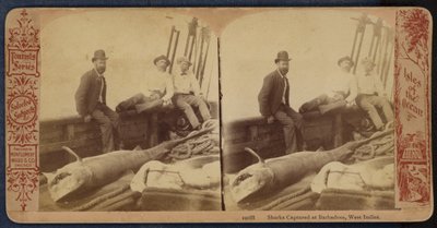 Haita pyydystetty Barbadoksella, Länsi-Intiassa (s/w-kuva). tekijältä American Photographer
