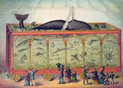 1800-luvun sirkusakvaario tekijältä American School