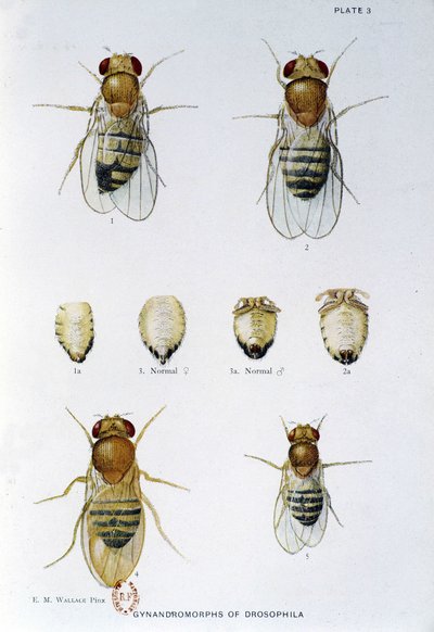 Abeilles - teoksessa "" Osallistuminen Drosophila melanogasterin genetiikkaan", Thomas H. Morgan tekijältä American School