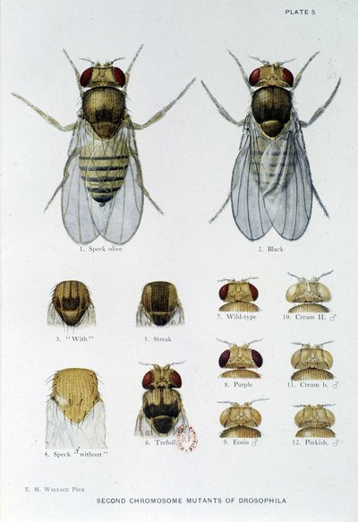 Abeilles - teoksessa "" Osallistuminen Drosophila melanogasterin genetiikkaan", Thomas H. Morgan tekijältä American School