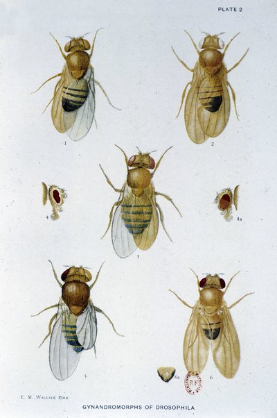 Abeilles - teoksessa "" Osallistuminen Drosophila melanogasterin genetiikkaan", Thomas H. Morgan tekijältä American School