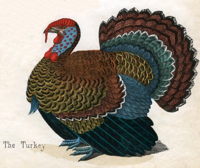 Turkin antiikkiprintti tekijältä American School