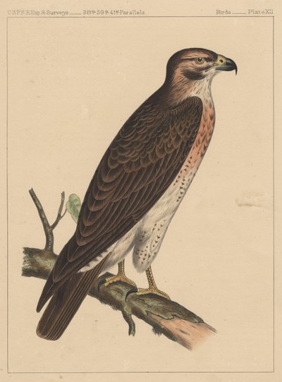 Linnut, levy XII, 1855 tekijältä American School