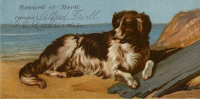 Bordercollie-koira rannalla tekijältä American School