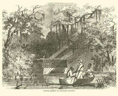 Puuvillavarastot Southern Swampsissa, heinäkuu 1862 tekijältä American School
