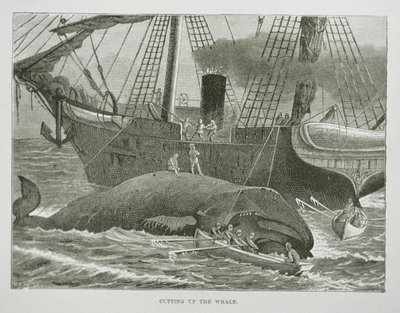 Valaan leikkaaminen, The American Whale Fishery, n. 1850 (kaiverrus) tekijältä American School