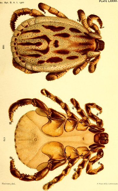 Uros Dermacentor reticulatus, kuvitus teoksesta "Nautapunkit (Ixodoidea) Yhdysvalloissa" tekijältä American School