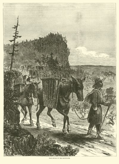Muuleja vuoristossa, helmikuu 1863 tekijältä American School