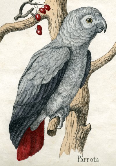 Papukaija, The Natural History of Animals tekijältä American School