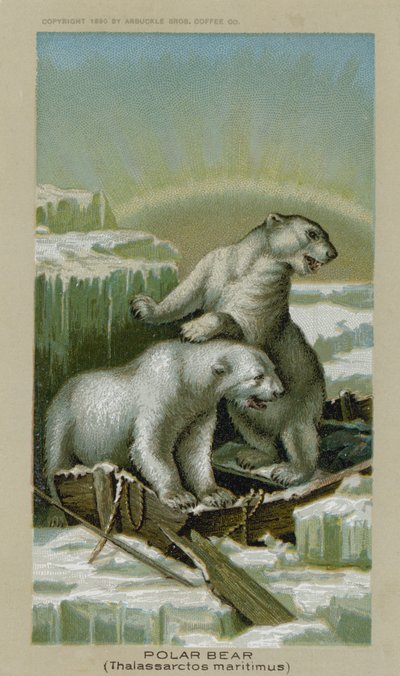 Jääkarhu, Thalassarctos maritimus (kromoliitti) tekijältä American School