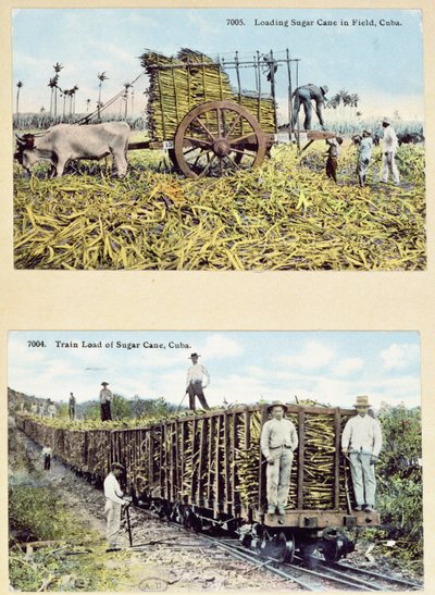 Postikortit, jotka kuvaavat sokeriruokoviljelmiä Kuubassa, n. 1910 tekijältä American School