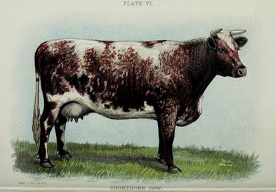 Shorthorn cow, Jacob Bigglen "Biggle Cow Book" -kirjasta, 1898 tekijältä American School
