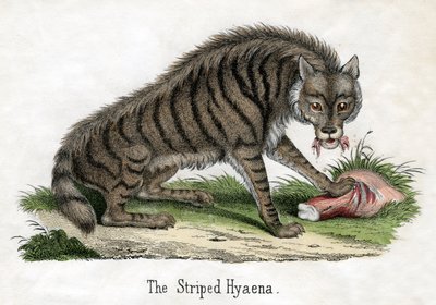 Raidallinen hyena, The Natural History of Animals tekijältä American School