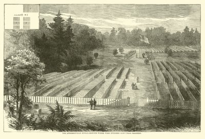 Andersonvillen hautausmaat, jonne haudattiin 14 000 unionin vankia, toukokuu 1865 tekijältä American School