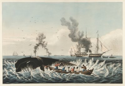 The Whale Fishery - "Oikean" valaan hyökkäys ja "Cutting In", pubi. 1860 (väri litho) tekijältä American School