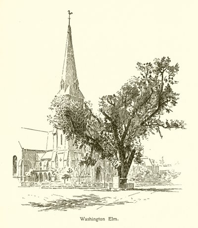 Washington Elm, Cambridge tekijältä American School