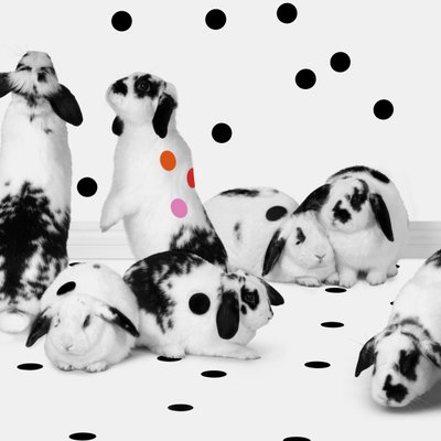 Puput 02, 2018 (valokuvaus) tekijältä Ana Carolina Tavares Mizrahi