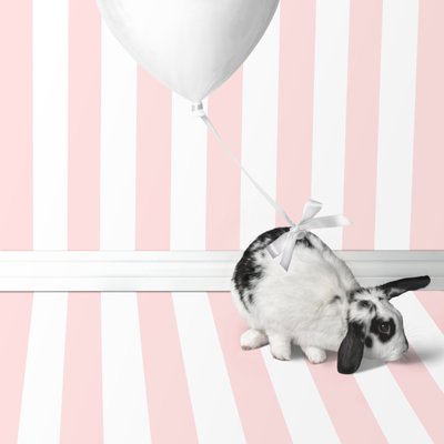 Puput 04, 2018 (valokuvaus) tekijältä Ana Carolina Tavares Mizrahi