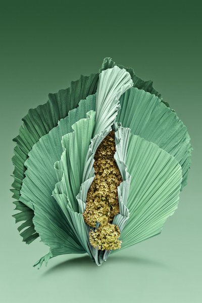 Ikebana 04, 2018 (valokuvaus) tekijältä Ana Carolina Tavares Mizrahi