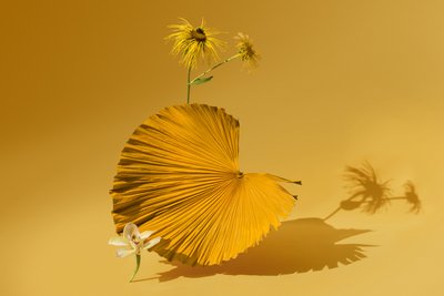 Ikebana 05, 2018 (valokuvaus) tekijältä Ana Carolina Tavares Mizrahi