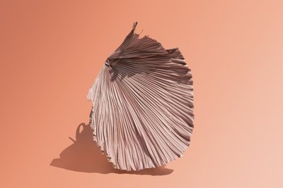 Ikebana 07, 2018 (valokuvaus) tekijältä Ana Carolina Tavares Mizrahi