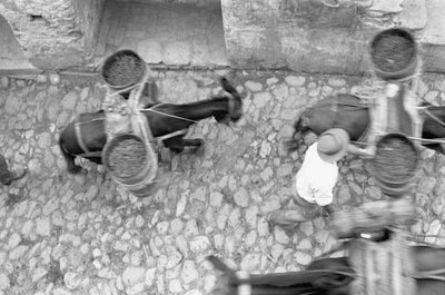 ASSES TRANSPORT GRAPE, Melissa tekijältä Ando Gilardi