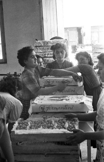 KATKERAT VIINIRYPÄLEET - MERKKIPAKKAUS tekijältä Ando Gilardi