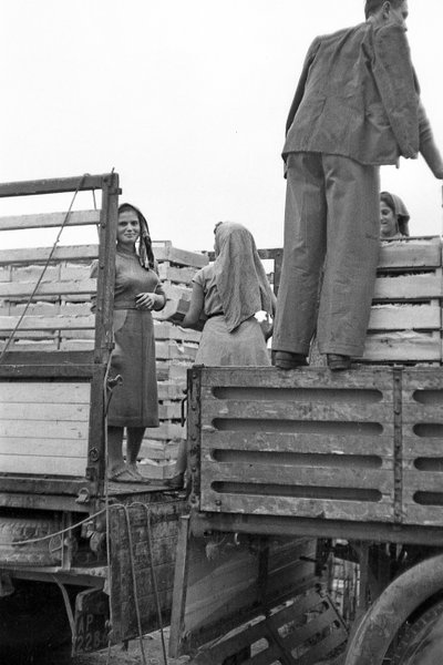 KATKERAT VIINIRYPÄLEET - FACCHINES HUOLITSIJALLE tekijältä Ando Gilardi