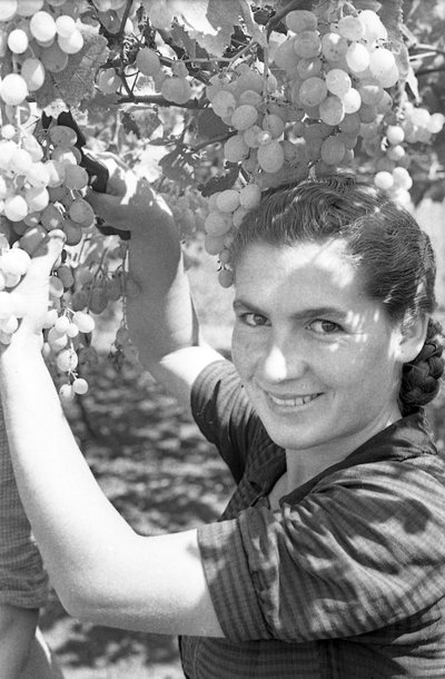 KATKERAT VIINIRYPÄLEET - RYPÄLEIDEN SADONKORJUU tekijältä Ando Gilardi