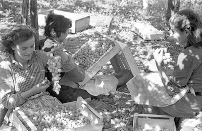 KATKERAT VIINIRYPÄLEET - PAKKAUS PERGOLOIDEN ALLA tekijältä Ando Gilardi