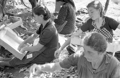 KATKERAT VIINIRYPÄLEET - VIINIRYPÄLEMONDIINI tekijältä Ando Gilardi