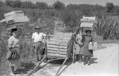 KATKERAT VIINIRYPÄLEET - KULJETUS tekijältä Ando Gilardi