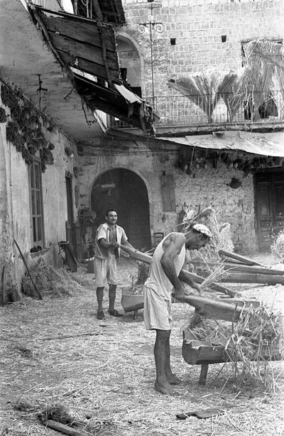 HAMPUN JALOSTUS, PANOSTUS tekijältä Ando Gilardi