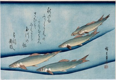 Jokitaimen, sarjasta "Collection of Fish" tekijältä Ando or Utagawa Hiroshige