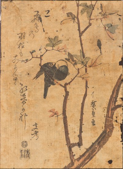 Tutkimus linnusta, joka nukkuu oksalla tekijältä Ando or Utagawa Hiroshige