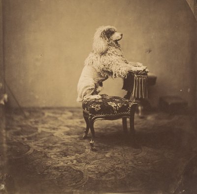 [Keisarinna Eugenien villakoira], 1850-luku. tekijältä Andre Adolphe Eugene Disderi