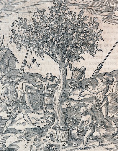 Pippurin sadonkorjuu Jaavan saarella, kaiverrus Universal Cosmologysta, Andre Thevet (1504-1592), Pariisi tekijältä Andre Thevet