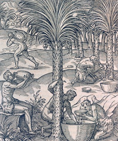 Kap Verden asukkaat valmistavat juomia palmuista, kaiverrus Universal Cosmologysta, Andre Thevet (1504-1592), Pariisi tekijältä Andre Thevet