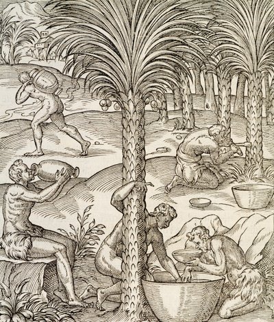 Kap Verden asukkaat valmistavat juomia palmuista, kaiverrus Universal Cosmologysta, Andre Thevet (1504-1592), Pariisi, Afrikka, 1575 tekijältä Andre Thevet