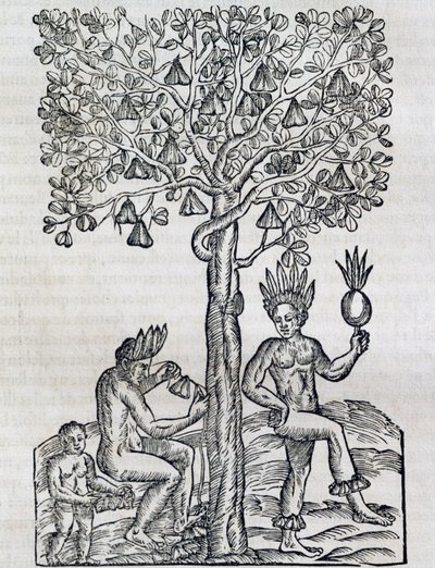 Nana-hedelmä, trooppinen lääkekasvi, kaiverrus Universal Cosmologysta, Andre Thevet (1504-1592), Pariisi tekijältä Andre Thevet