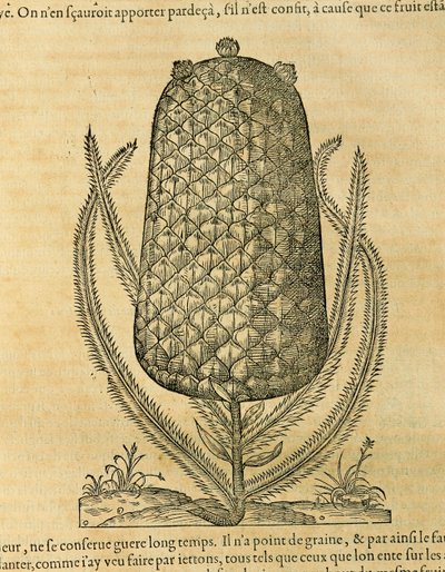 Ananas (ananas comosus), kaiverrus Andre Thevet tekijältä Andre Thevet