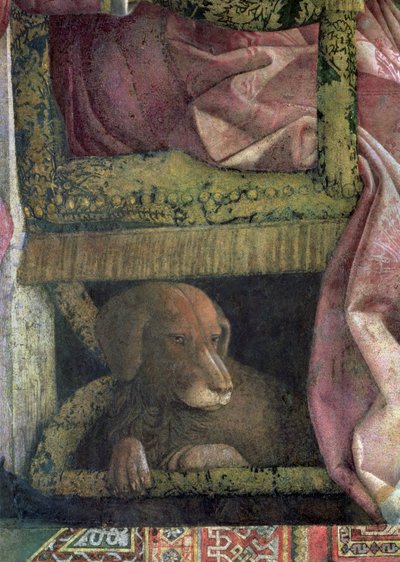 Rubino, Mantovan marsalkka Ludovico Gonzaga III:n ja hänen perheensä lempikoira, Camera degli Sposi tai Camera Picta, 1465-74, fresko, kuva 78461:n yksityiskohta tekijältä Andrea Mantegna