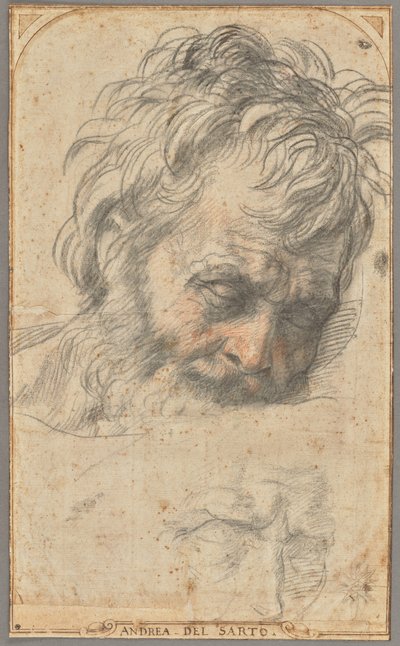 Pyhän Joosefin pään luonnos (etusivu); kaksi jalkojen luonnosta (kääntöpuoli). tekijältä Andrea del Sarto