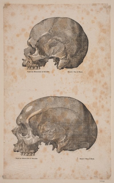 Cranier tekijältä Andreas Flinch